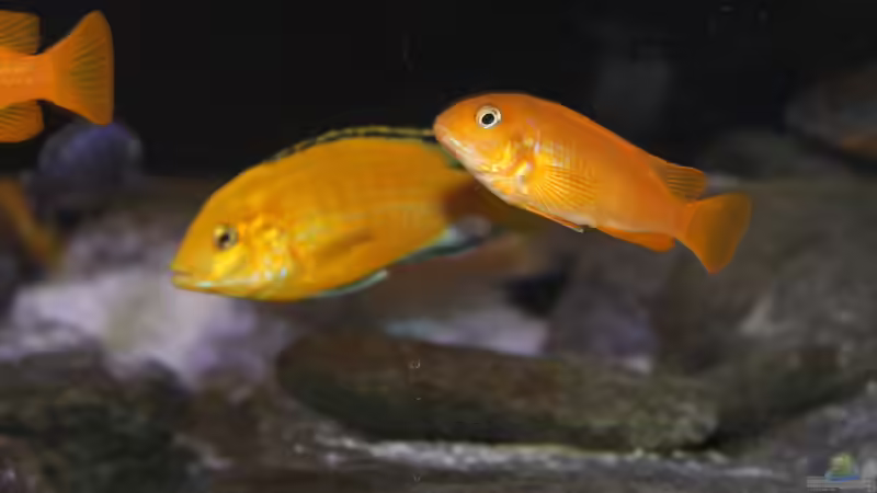 Besatz im Aquarium Malawi von Frank von Franky Malawi (20)