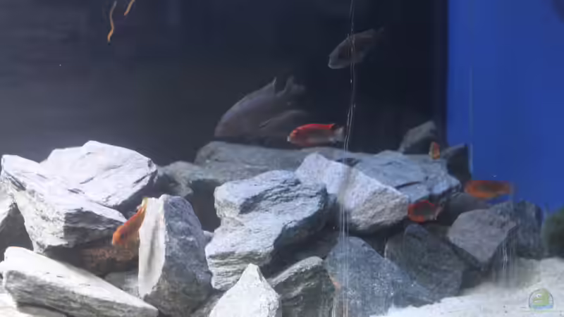 Besatz im Aquarium Malawi von Frank von Franky Malawi (6)