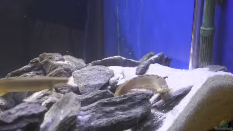 Besatz im Aquarium Malawi von Frank von Franky Malawi (8)