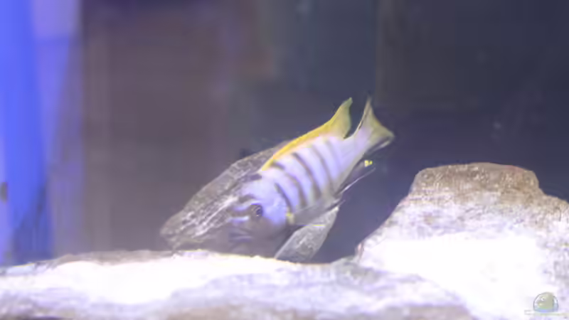 Besatz im Aquarium Malawi von Frank von Franky Malawi (9)