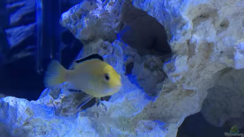 Besatz im Aquarium Malawi von Gsigold (12)