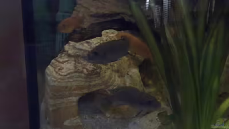 Besatz im Aquarium Malawi von Harte84 (7)