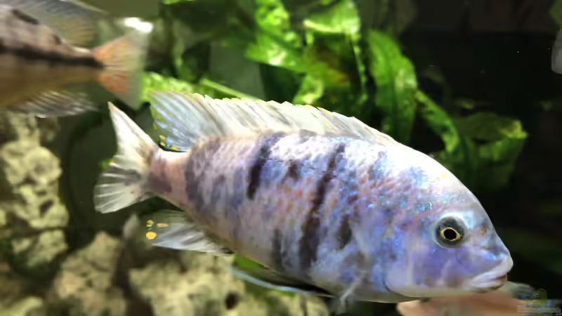 Besatz im Aquarium Malawi von Klaus G (11)