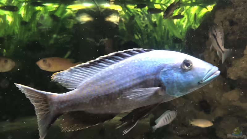 Besatz im Aquarium Malawi von Klaus G (11)