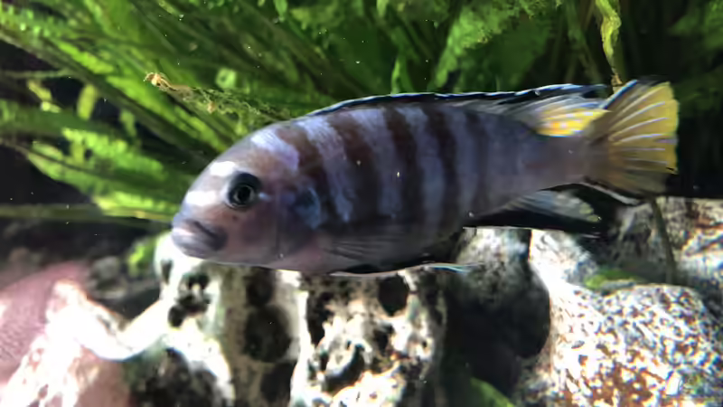 Besatz im Aquarium Malawi von Klaus G (13)