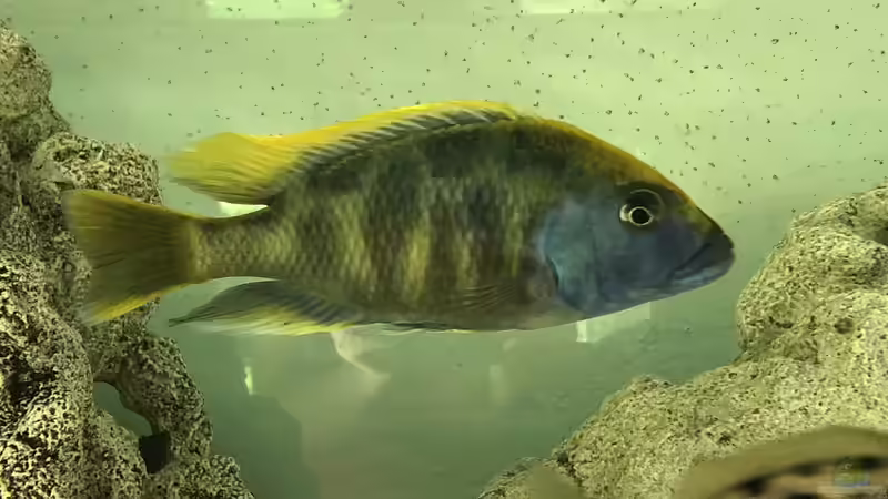 Besatz im Aquarium Malawi von Klaus G (14)