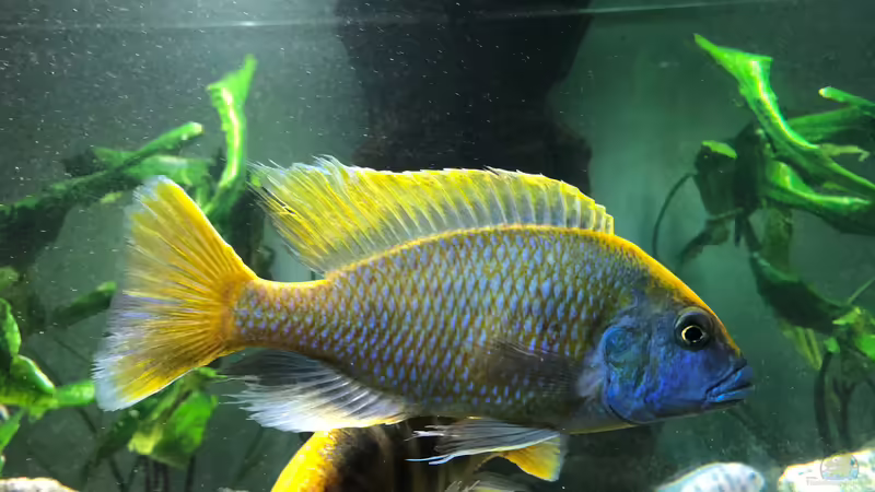 Besatz im Aquarium Malawi von Klaus G (16)