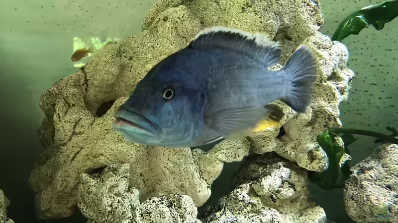 Besatz im Aquarium Malawi von Klaus G (16)