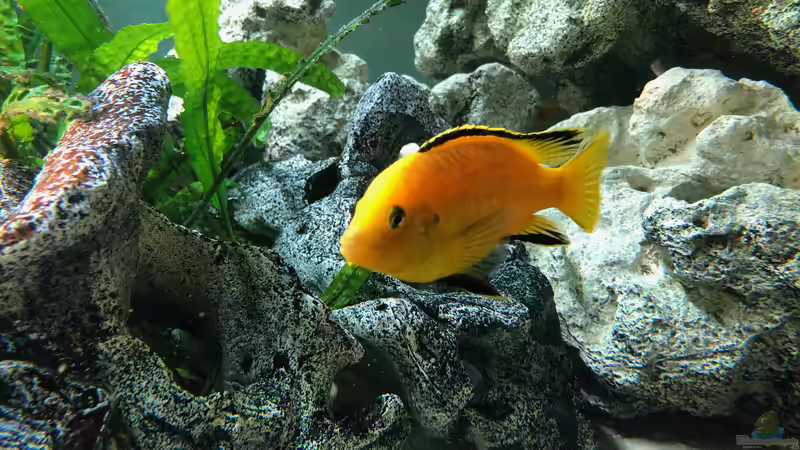 Besatz im Aquarium Malawi von Klaus G (18)