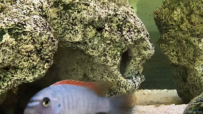Besatz im Aquarium Malawi von Klaus G (20)