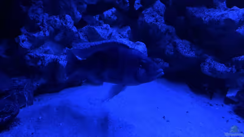 Besatz im Aquarium Malawi von Klaus G (21)