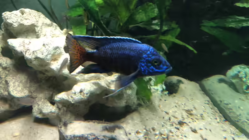 Besatz im Aquarium Malawi von Klaus G (9)