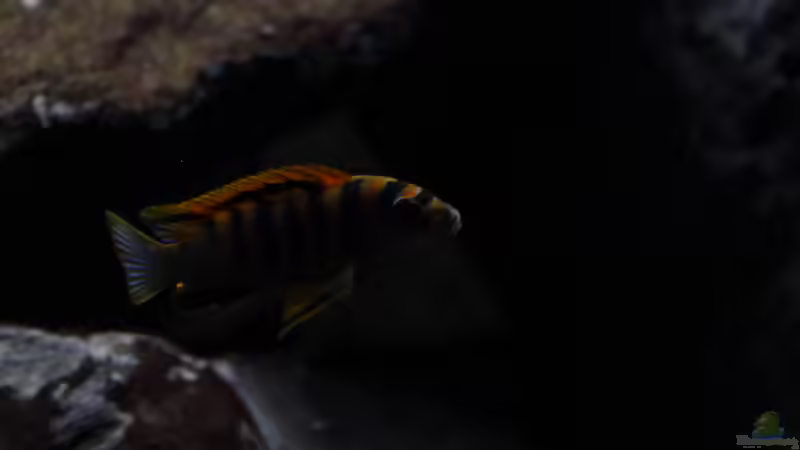 Besatz im Aquarium Malawi von Labid (10)
