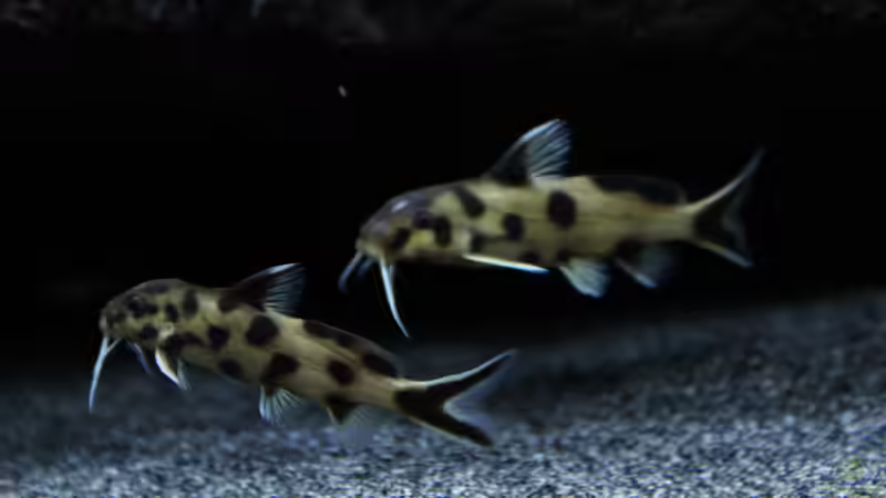 Besatz im Aquarium Malawi von Labid (12)