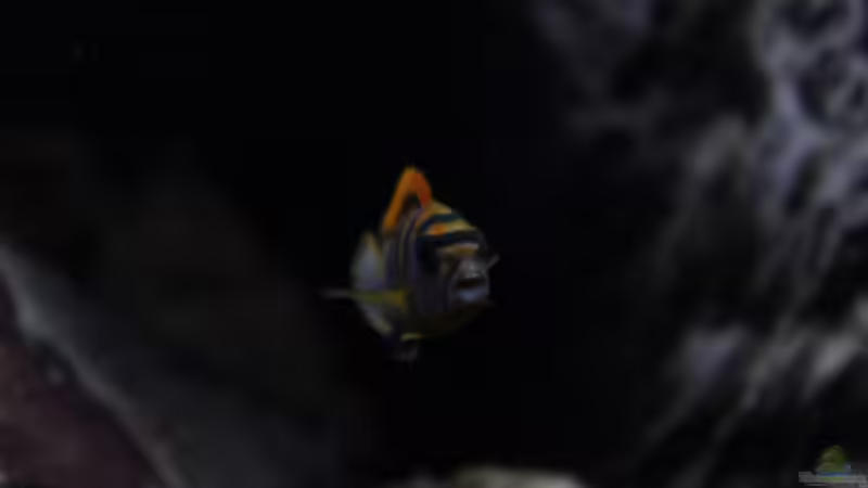 Besatz im Aquarium Malawi von Labid (13)