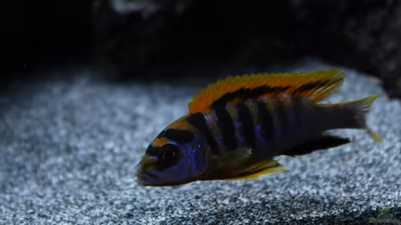 Besatz im Aquarium Malawi von Labid (3)