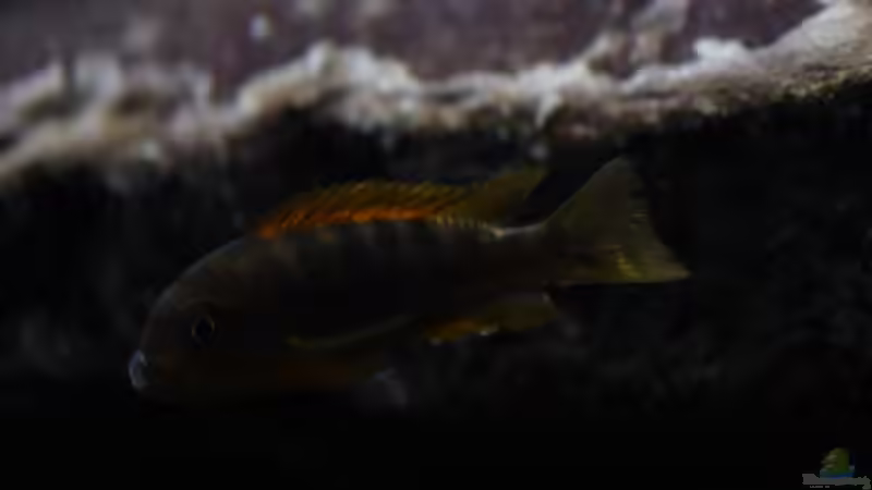 Besatz im Aquarium Malawi von Labid (4)