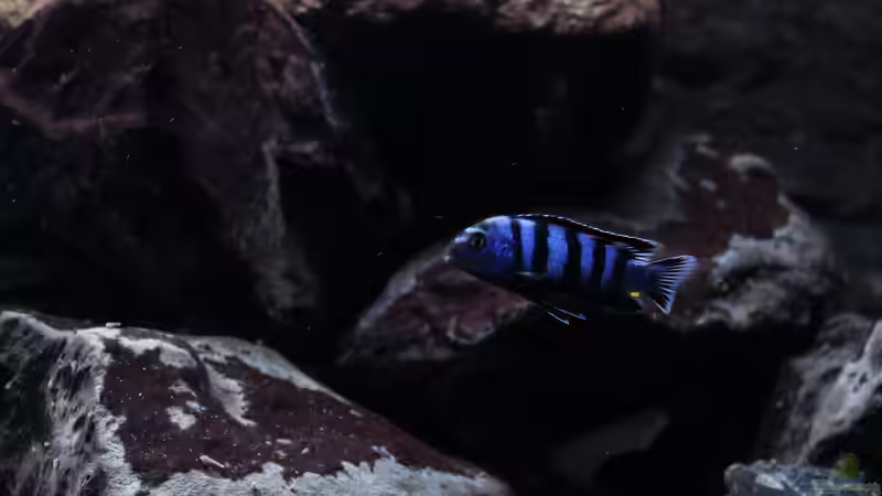 Besatz im Aquarium Malawi von Labid (5)