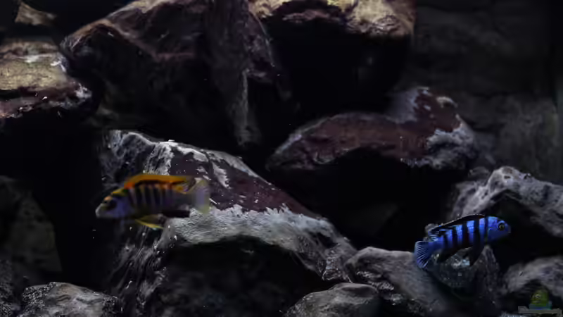 Besatz im Aquarium Malawi von Labid (7)