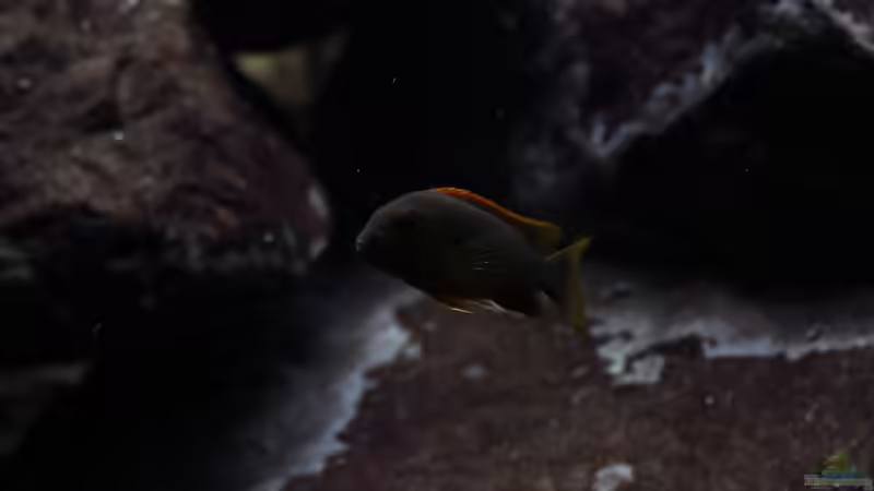 Besatz im Aquarium Malawi von Labid (8)