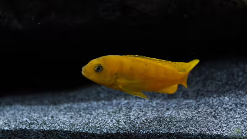 Besatz im Aquarium Malawi von Labid (9)