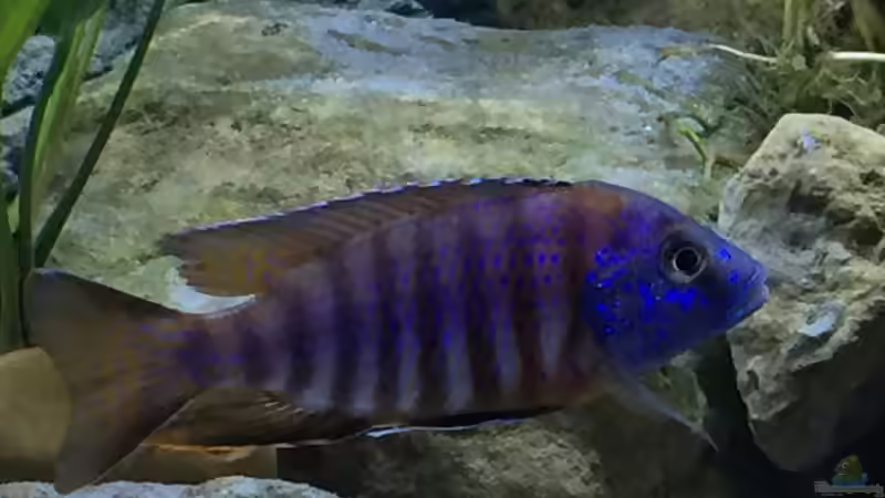 Besatz im Aquarium Malawi von Lostmind (4)