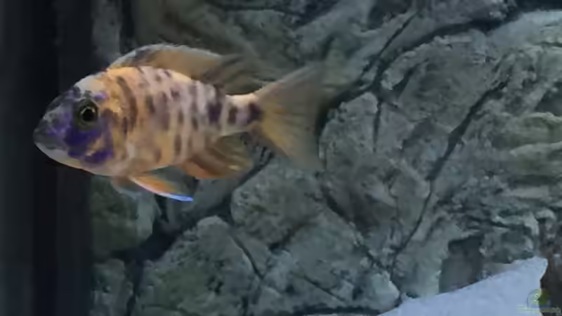 Besatz im Aquarium Malawi von Lostmind (6)