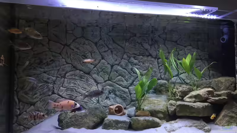 Besatz im Aquarium Malawi von Lostmind (7)