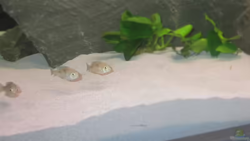 Besatz im Aquarium Malawi von Ralf_Malawi (10)