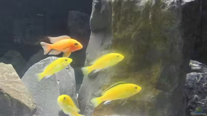 Besatz im Aquarium Malawi von Ralf_Malawi (6)