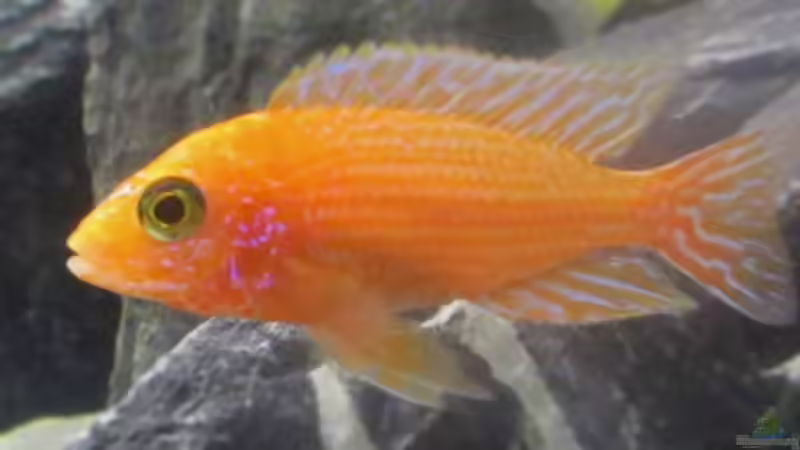 Besatz im Aquarium Malawi von Ralf_Malawi (7)