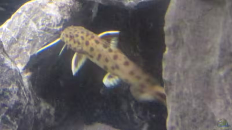 Besatz im Aquarium Malawi von Ralf_Malawi (8)