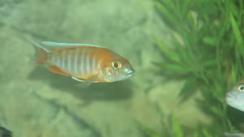 Besatz im Aquarium Malawi von Sascha Vienerius (12)