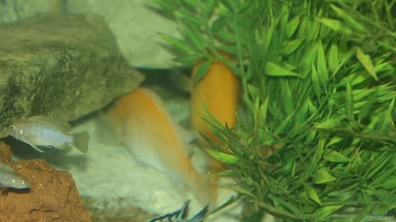 Besatz im Aquarium Malawi von Sascha Vienerius (13)