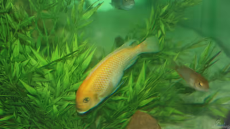 Besatz im Aquarium Malawi von Sascha Vienerius (14)