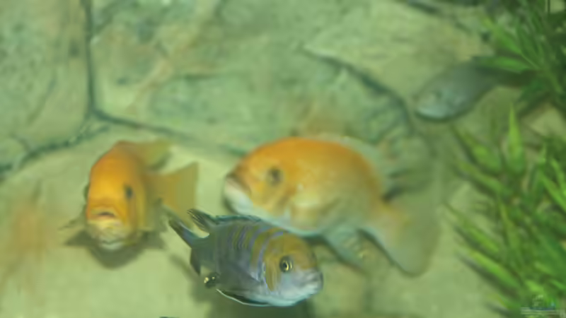 Besatz im Aquarium Malawi von Sascha Vienerius (15)