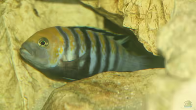 Besatz im Aquarium Malawi von Sascha Vienerius (16)