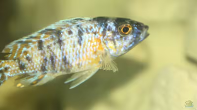 Besatz im Aquarium Malawi von Sascha Vienerius (17)