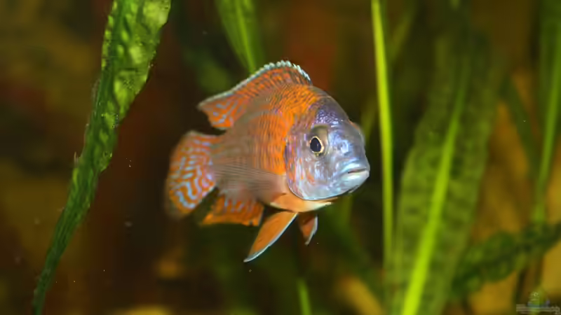 Besatz im Aquarium Malawi von Sascha Vienerius (19)