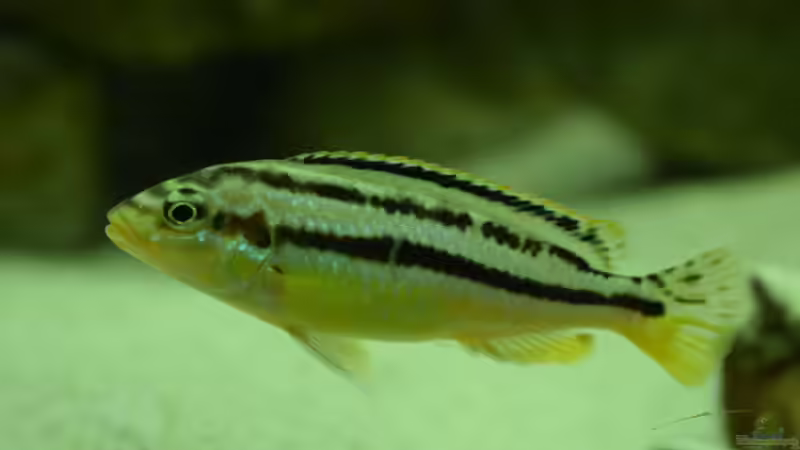 Besatz im Aquarium MALAWI von Simtalus (10)