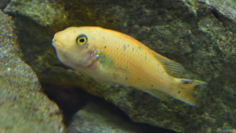 Besatz im Aquarium MALAWI von Simtalus (11)