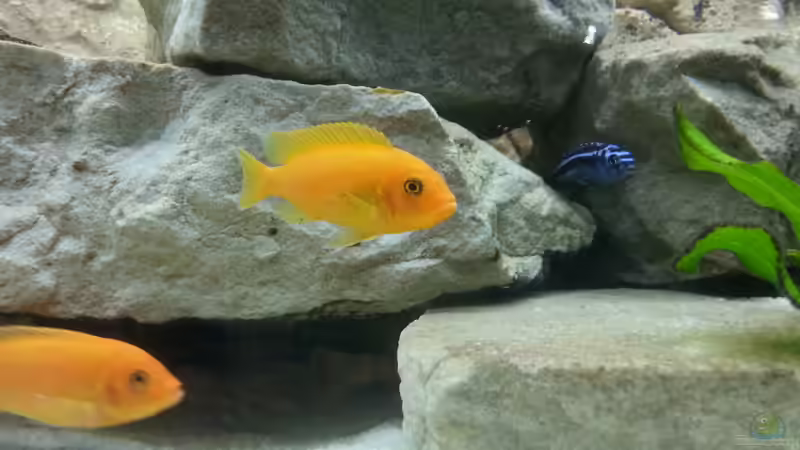 Besatz im Aquarium MALAWI von Simtalus (12)