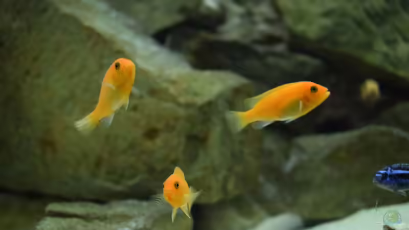 Besatz im Aquarium MALAWI von Simtalus (7)