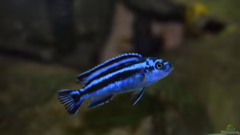 Besatz im Aquarium MALAWI von Simtalus (8)