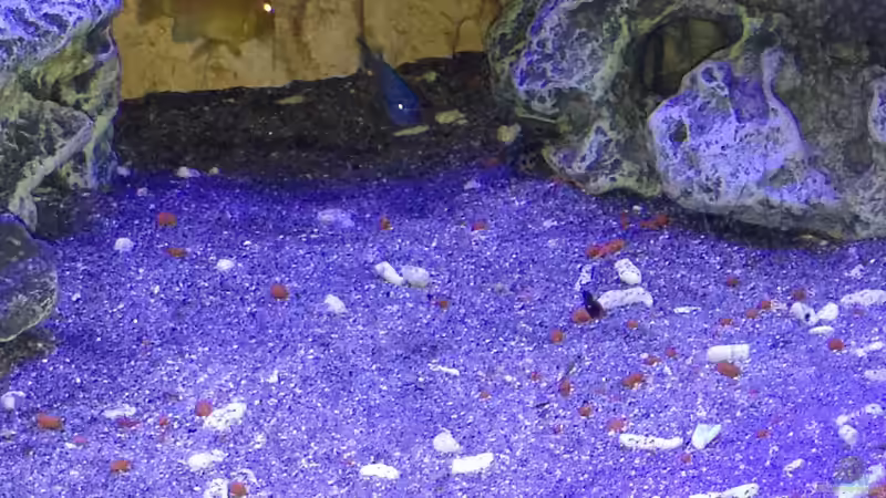 Besatz im Aquarium Malawi von tobsen (10)