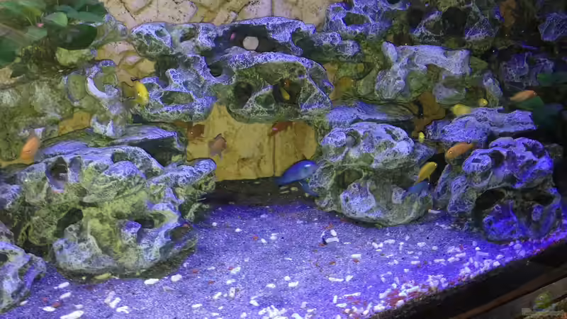 Besatz im Aquarium Malawi von tobsen (8)
