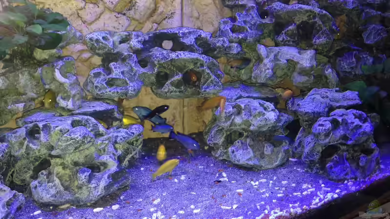 Besatz im Aquarium Malawi von tobsen (9)