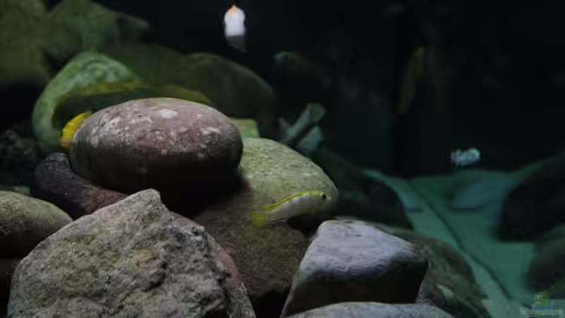 Besatz im Aquarium Malawi von tolschy (13)