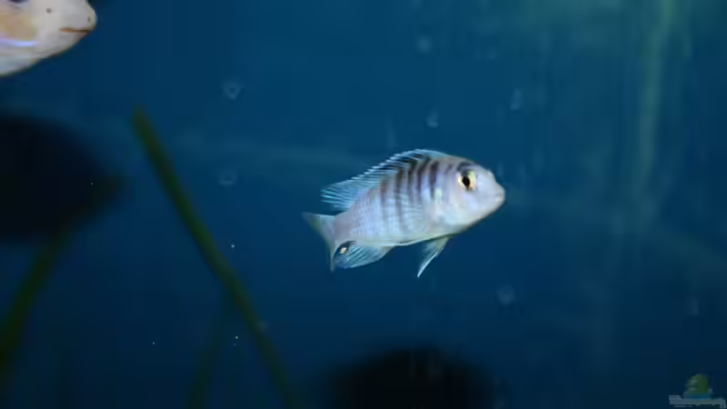 Besatz im Aquarium Malawi von tolschy (7)