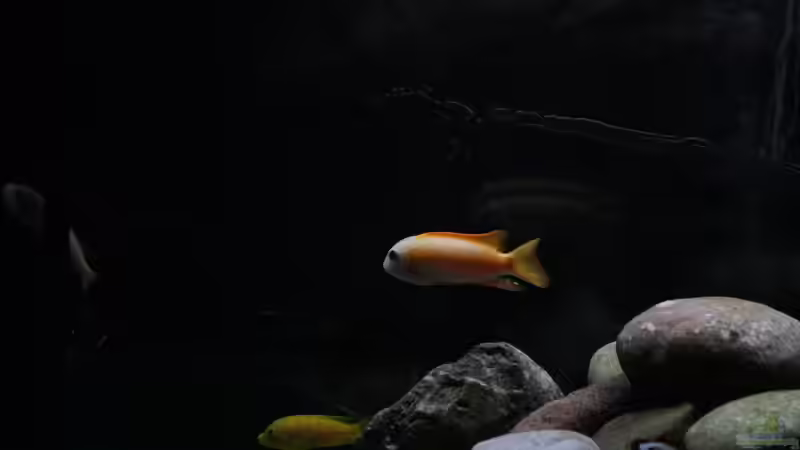 Besatz im Aquarium Malawi von tolschy (9)